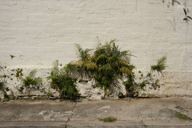 Ferns growing in cracks in an old brick wall