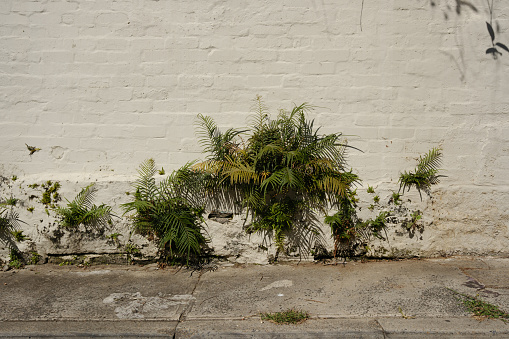 Ferns growing in cracks in an old brick wall on a sunny day.