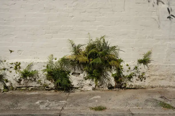 Photo of Ferns growing in cracks in an old brick wall