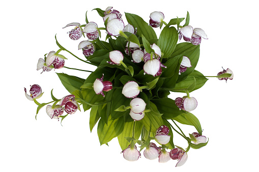 Bouquet of Spotted Lady's Slipper (Cypripedium guttatum) isolated on white background