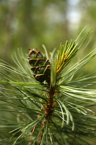 Close-up image of an evergreen coniferous pine tree.  The Scots Pine (Pinus sylvestris).  It is Springtime in the Scottish Highlands and all around parks and sidewalks, flowers are in bloom.  Here we see its pretty, strong smelling, bright green pine needles with pine cones.