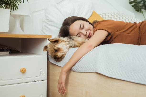 istock A young woman is sleeping on a bed with a Yorkshire terrier. 1667038476
