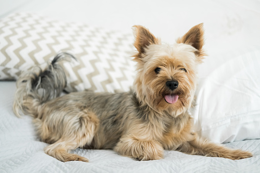 The Yorkshire Terrier is lying on the bed on a light blanket and looking at camera. The concept of caring and loving pets