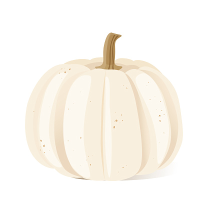 White pumpkins isolated on a white background. Vector illustration.