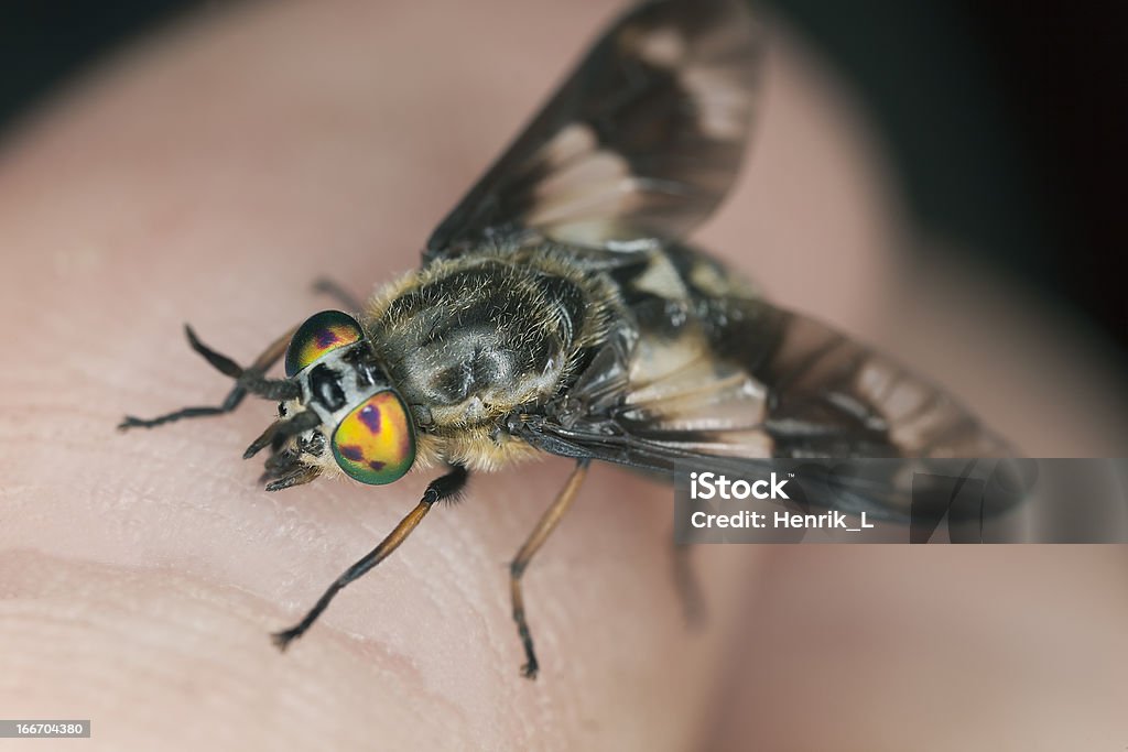 Twin-lobed deerfly (Chrysops relictus) sucking blood from human Twin-lobed deerfly (Chrysops relictus) sucking blood from human, macro photo Animal Stock Photo