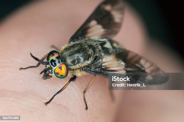 Twinlobed Deerfly Sucking Blood From Human Stock Photo - Download Image Now