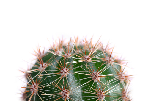 Small cactus isolated on white background, copy space.