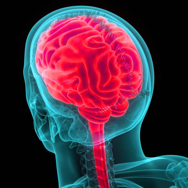 istock Central Organ of Human Nervous System Brain Anatomy 1667048663