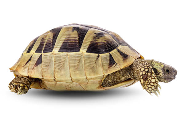 istock Turtle wildlife animal isolated on a white background with clipping path 1667051377