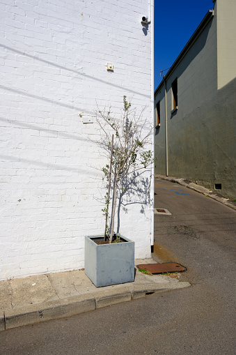 Small tree growing in a pot on the side of a road, with a white brick wall behind, on a sunny day.