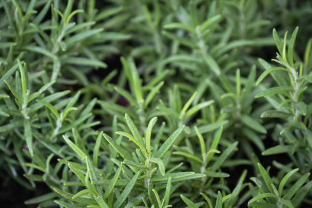 istock Fresh rosemary organic herb. Rosmarinus officinalis. 1667056283