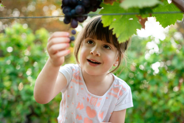 istock A child picks grapes in a vineyard 1667084032