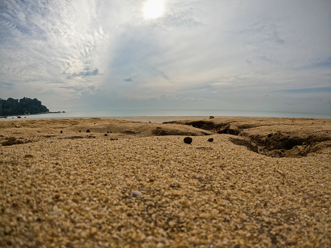 closeup photo of coral on beach sand