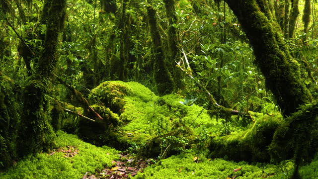 Tropical rain forest trees, Trees, roots and moss in the sunny woods,