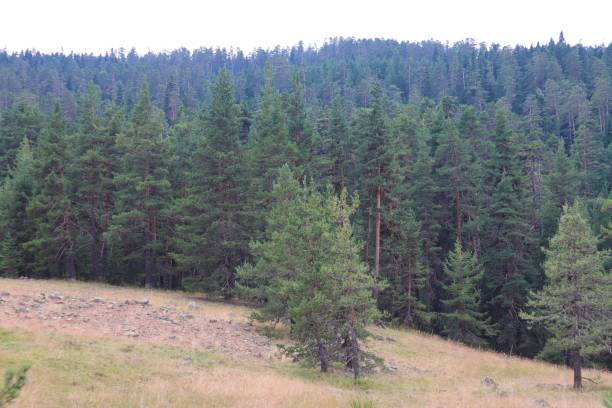 istock Green pine forest view in Aladaglar, Bolu, Turkey 1667116477