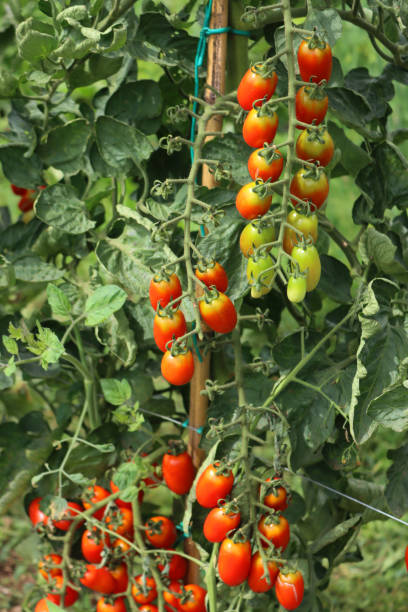 istock Italian Datterino or Cherry tomatoes 1667132536