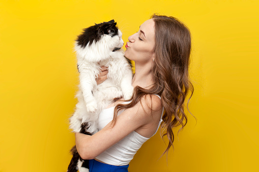 young cute girl kisses black and white cat on yellow isolated background and smiles, woman with pet poses on colored background, care and love for animals