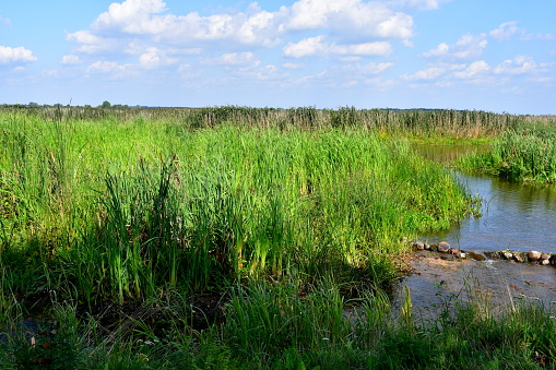 A view of vast fields, meadows, or pasturelands overgrown with shrubs, grass, and trees seen next to a small lake or river flowing through the area on a sunny yet cloudy summer day in Poland