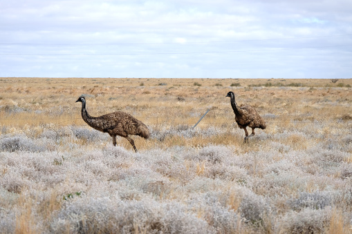 Emus roaming on an arid bush land in North Western New South Wales Outback, Australia