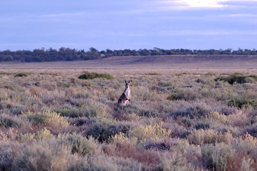 Kangaroo standing on the dry basin of lake Mungo in Mungo National Park, a protected national park that is located in south-western New South Wales, in eastern Australia. \nThe national park is part of the UNESCO World Heritage–listed Willandra Lakes Region, an area of 2,400 square kilometres that incorporates seventeen dry lakes.