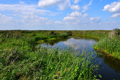 A view of vast fields, meadows, or pasturelands overgrown with shrubs, grass, and trees seen next to a small lake or river flowing through the area on a sunny yet cloudy summer day in Poland