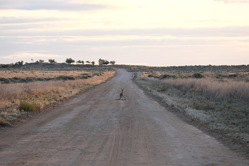 Kangaroo standing in the middle of the road in Mungo National Park, a protected national park that is located in south-western New South Wales, in eastern Australia. 
The national park is part of the UNESCO World Heritage–listed Willandra Lakes Region, an area of 2,400 square kilometres that incorporates seventeen dry lakes.