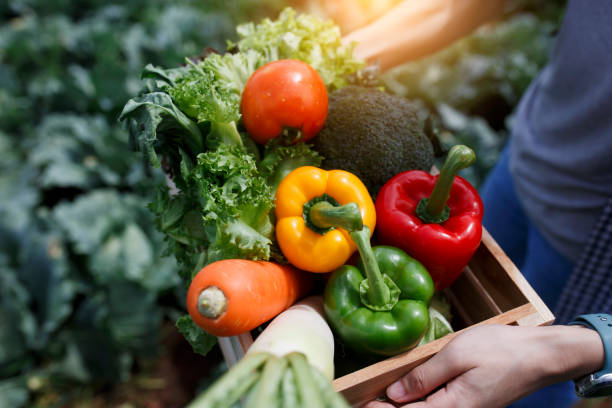 istock Farmer with freshly picked vegetables in basket. 1667153398