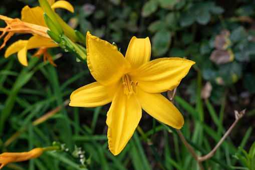 Vivid yellow daylily or lemon daylily, also known as Hemerocallis lilioasphodelus in the garden, trumpet-shaped, six-petaled flower often used as ornamental plant thanks to its beauty and adaptability.