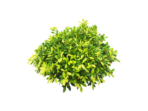 green plant bust tree isolated include clipping path