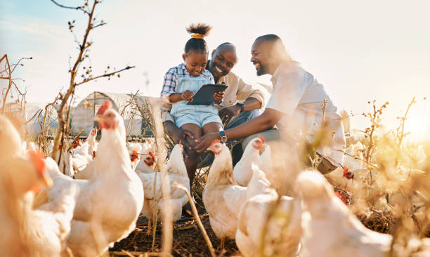 famille, soutien à l’élevage de poulets et parents homosexuels à la campagne avec durabilité, aide agricole et enfant. câlin, agriculture et enfant avec l’amour et le soutien des parents avec les oiseaux et le bétail - africa south africa child african culture photos et images de collection