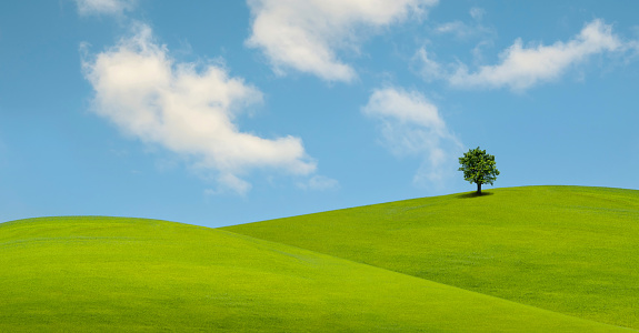 Lonely tree on lush green grass in front of blue sky on a hill in Tuscany countryside, Italy
