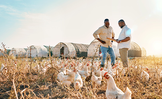 Black people, clipboard and farm with chicken in agriculture together, live stock and outdoor crops. Happy men working together for farming, sustainability and growth in supply chain by countryside