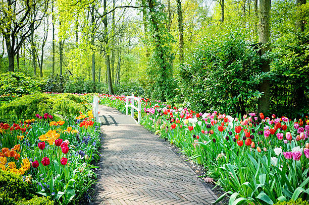 istock Multicolored tulips in Keukenhof Gardens 166719230