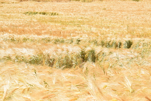 ripe grain field in summer