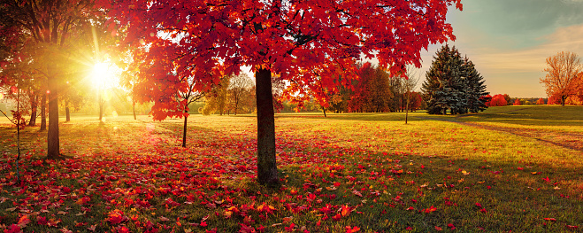 Autumn landscape. Beautiful park in the bright sunlight of the sun. Autumn scene with fallen leaves