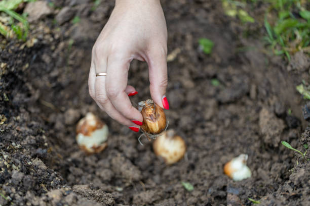 istock hand holding daffodil bulbs before planting in the ground 1667213231