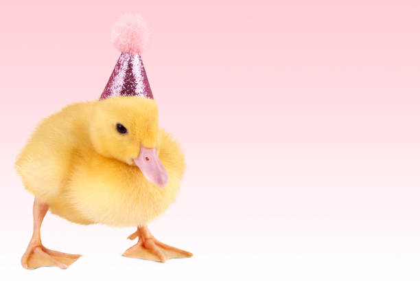 istock Cute duckling in birthday hat. 1667214298
