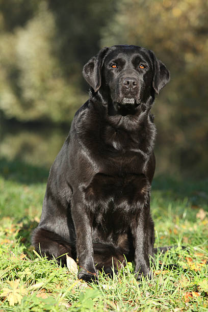 istock Beautiful dog sitting down 166721652