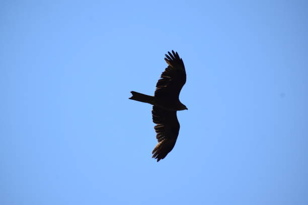 istock bird of prey 1667217994