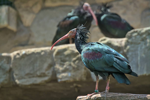 istock Natural bald ibis standing on a rock. 1667222343