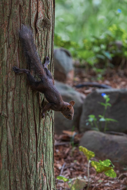istock A long-tailed squirrel found in the forest. Sciurus vulgaris 1667227858