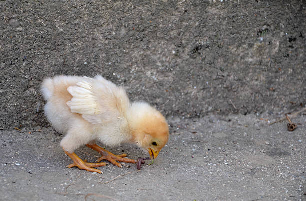 Cute newborn chickling are feeding in the chicken yard