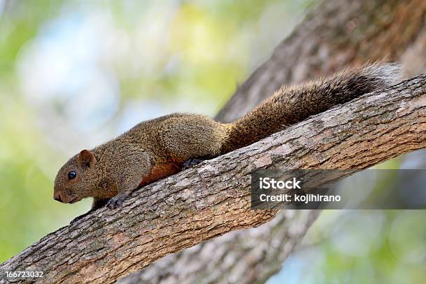 Foto de Esquilo De Árvore e mais fotos de stock de Animal - Animal, Bosque - Floresta, Esquilo