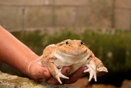 A small frog on a man's hand.