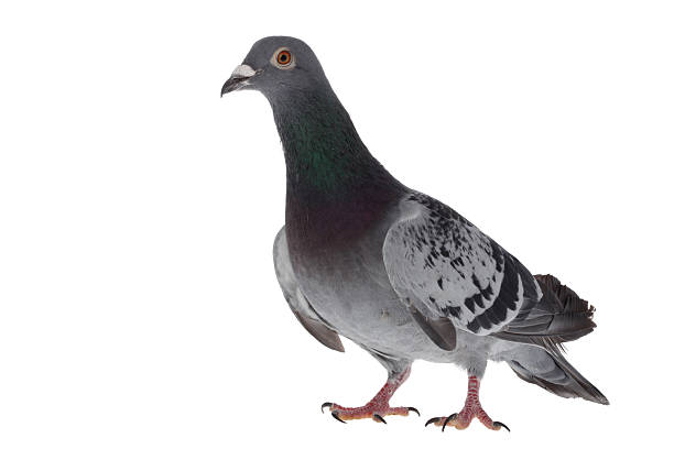 istock Gray pigeon isolated on white 166725179
