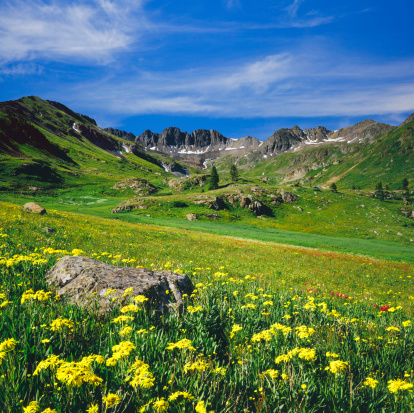 Alpine meadow with spring wildflowers in The Rocky Mountains of Colorado