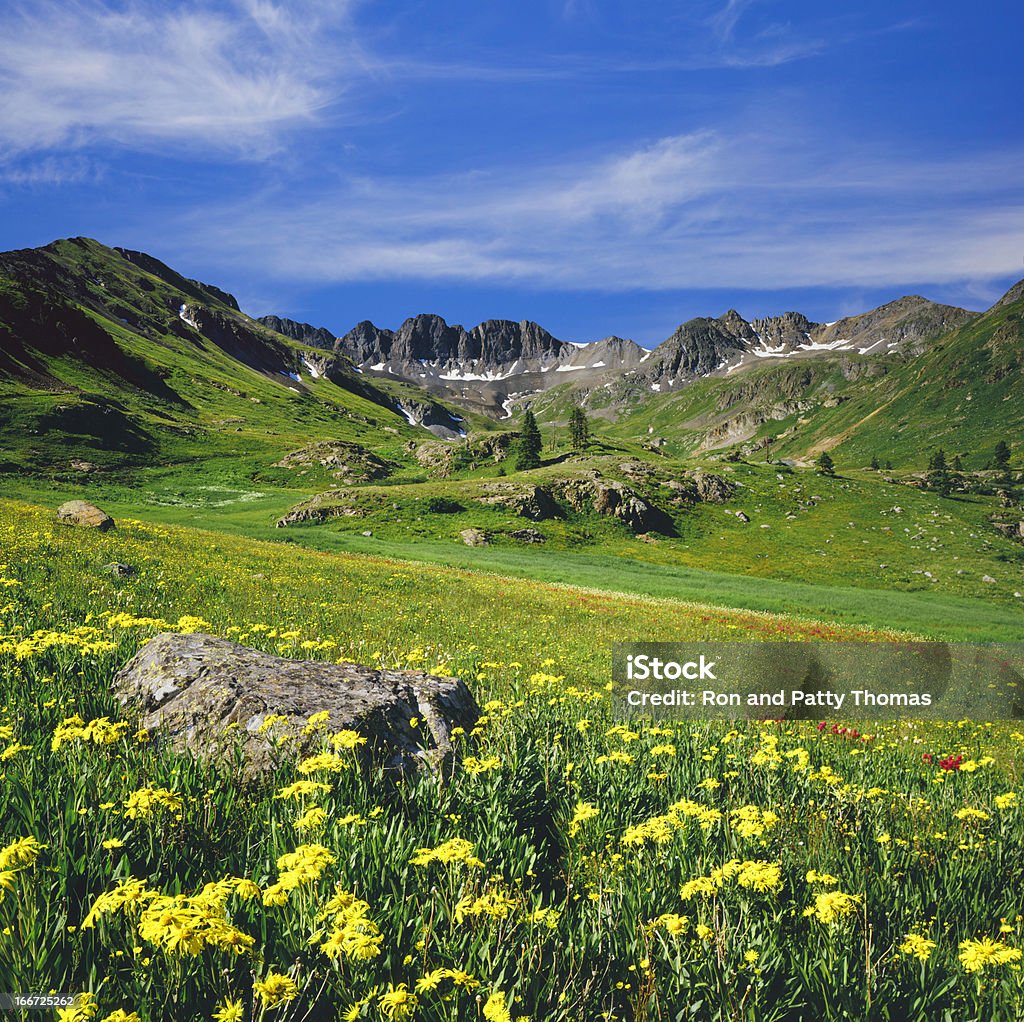 Colorado Rocky Moutain Spring Alpine meadow with spring wildflowers in The Rocky Mountains of Colorado Beauty In Nature Stock Photo