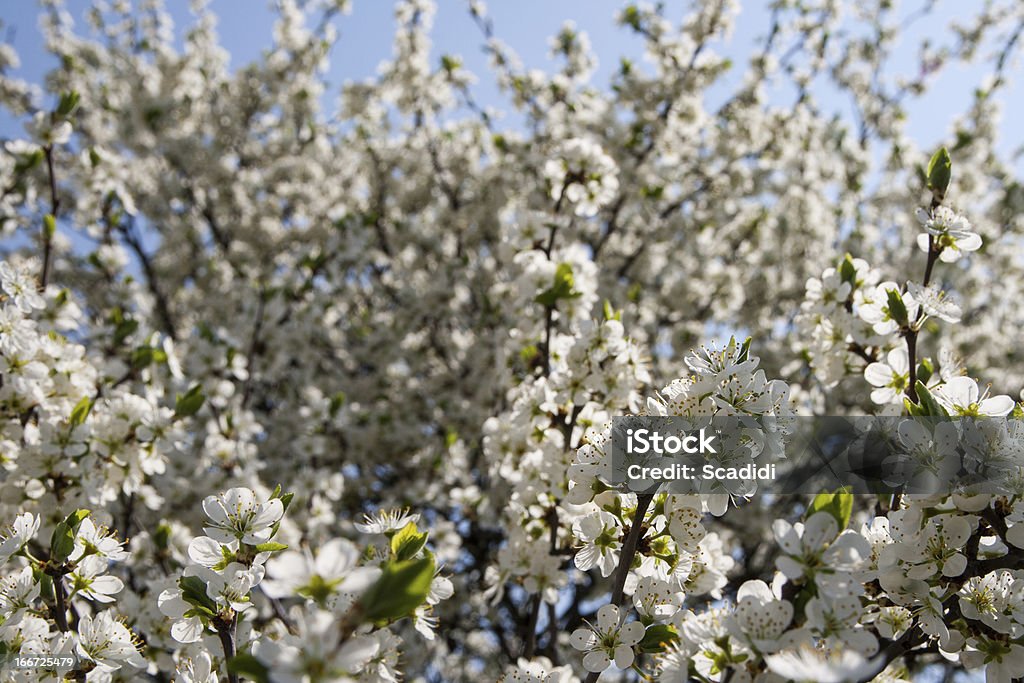 Cerezos en flor - Foto de stock de Aire libre libre de derechos