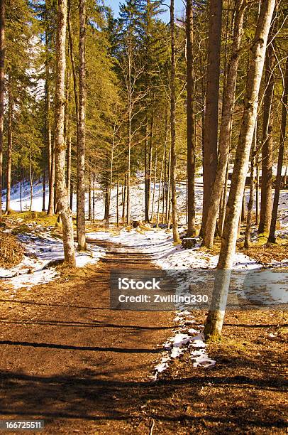 Waldweg Auf Einen Sonnigen Wintertag Stockfoto und mehr Bilder von Baum - Baum, Erdreich, Forstwirtschaft