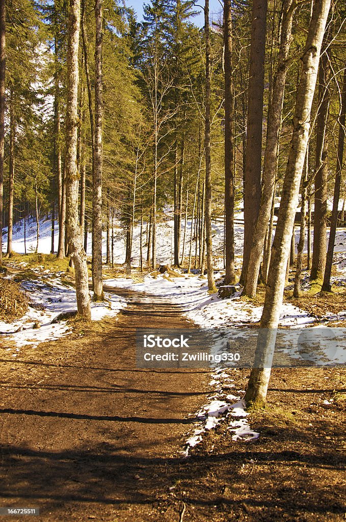 Caminho da floresta em um dia ensolarado de inverno - Foto de stock de Agricultura royalty-free